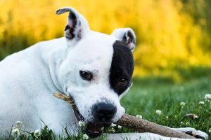 When to Hire a Lawyer After a Dog Bite