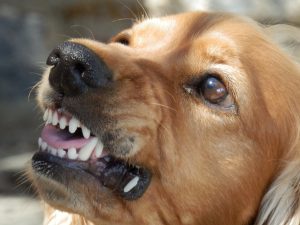 What to Do After a New York Dog Bite Accident